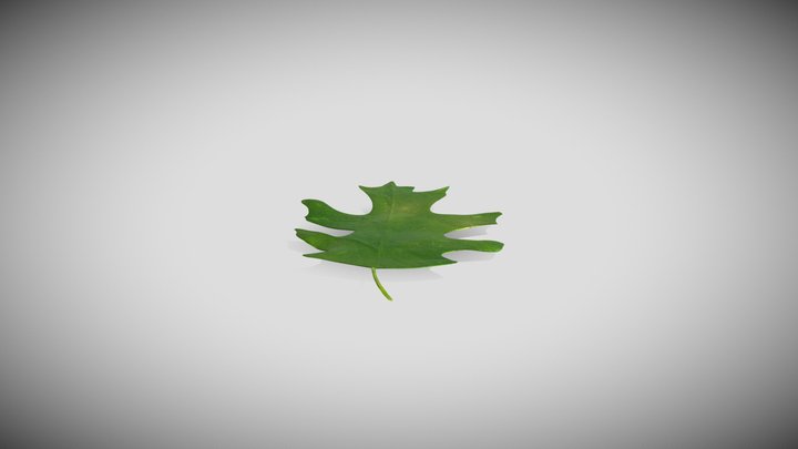 Oak Leaf Model 3D Model