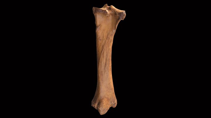 Hippidion saldiasi tibia 3D Model
