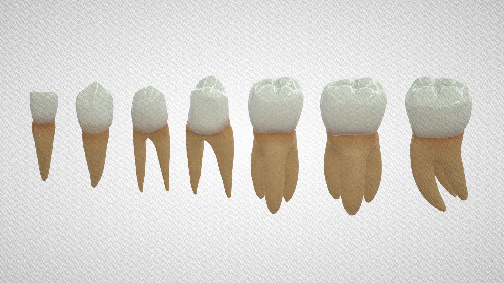 Types of Human Teeth - Buy Royalty Free 3D model by arloopa [6904028 ...