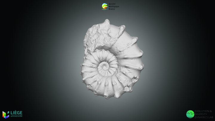 Ammonoïde – Acanthoceras sp. 3D Model