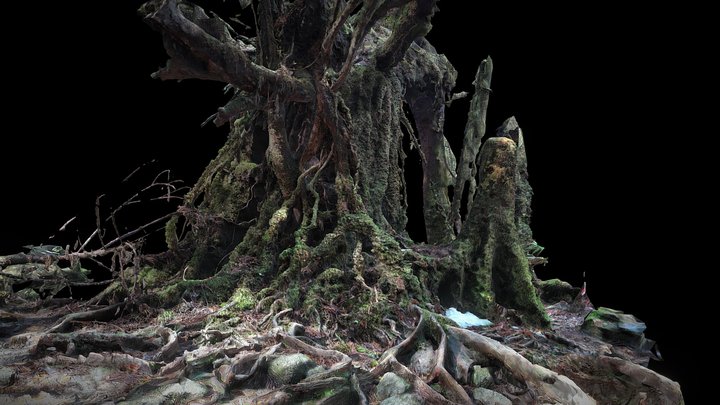 Japan, Yakushima, Old Cedar – Modello 3D gratuito STL