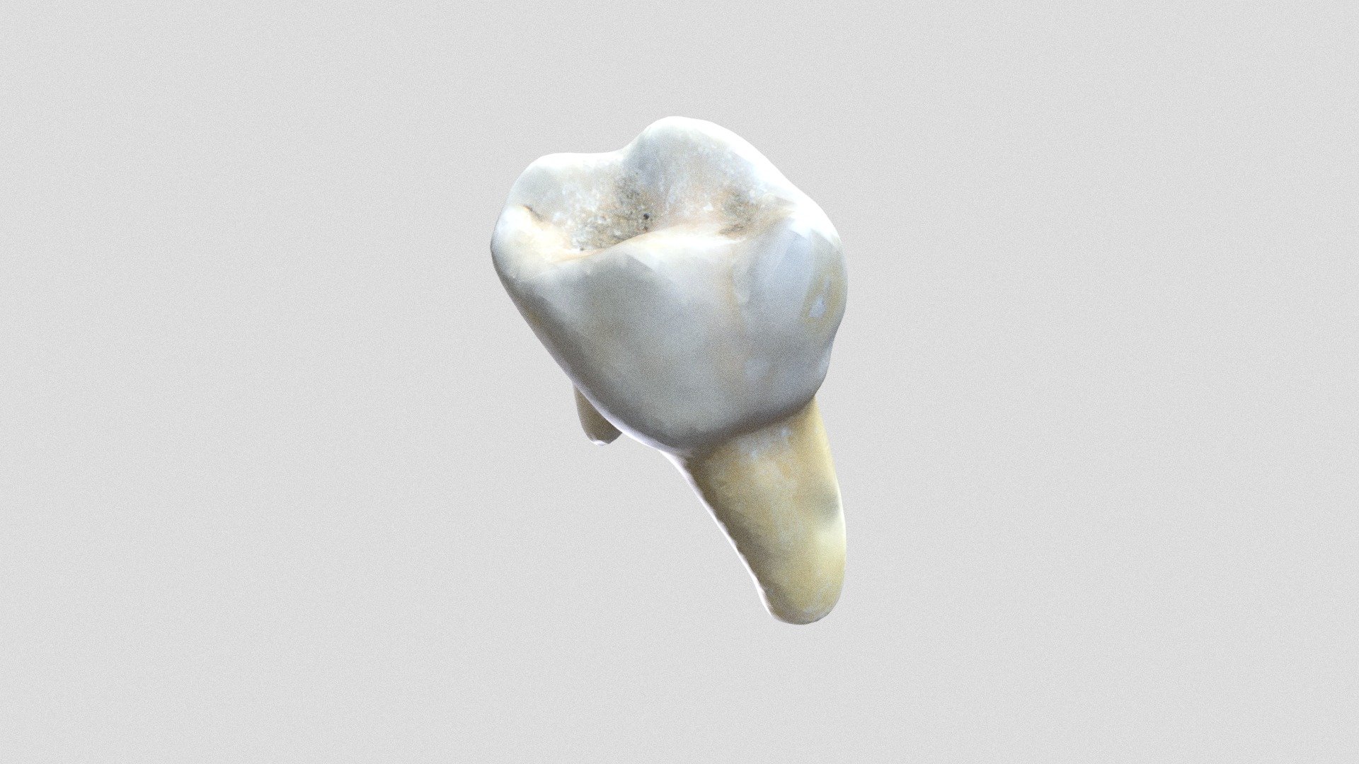 Tooth No Texture SALVA MARIN - Download Free 3D model by smarinzoovet ...