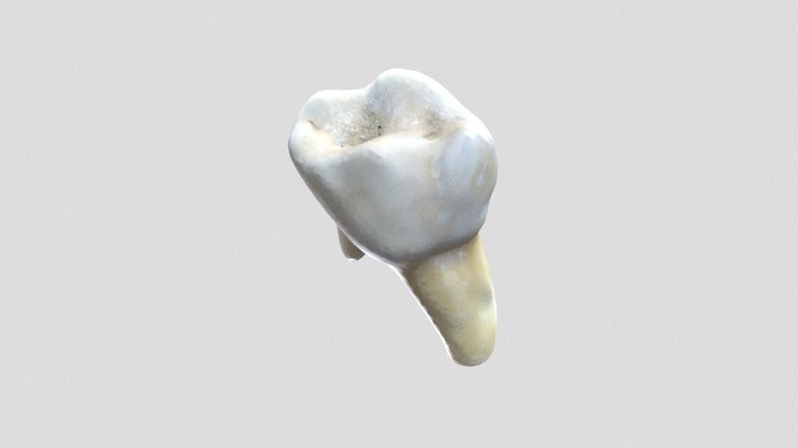 Tooth No Texture SALVA MARIN 3D Model