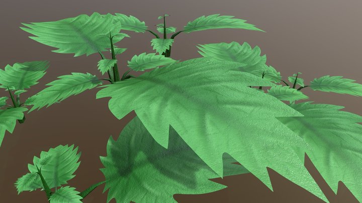 nettle leaves 3D Model