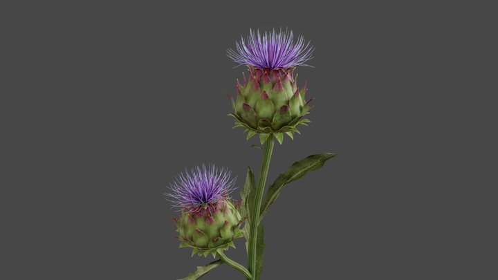 Artichoke 3D Model
