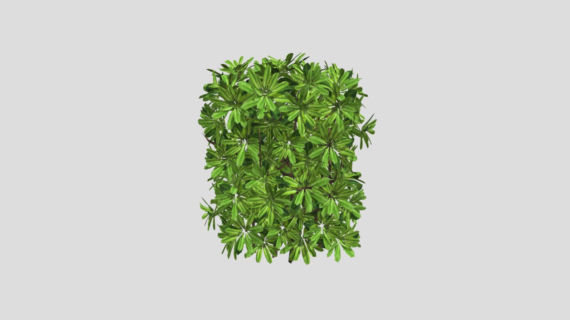 High hedge