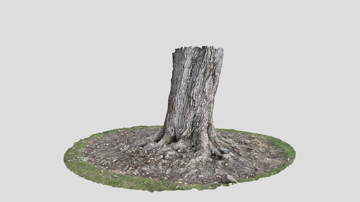 Tree Roots