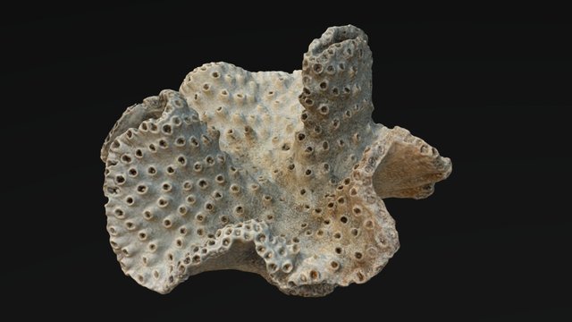 Turbinaria sp. skeleton 3D Model