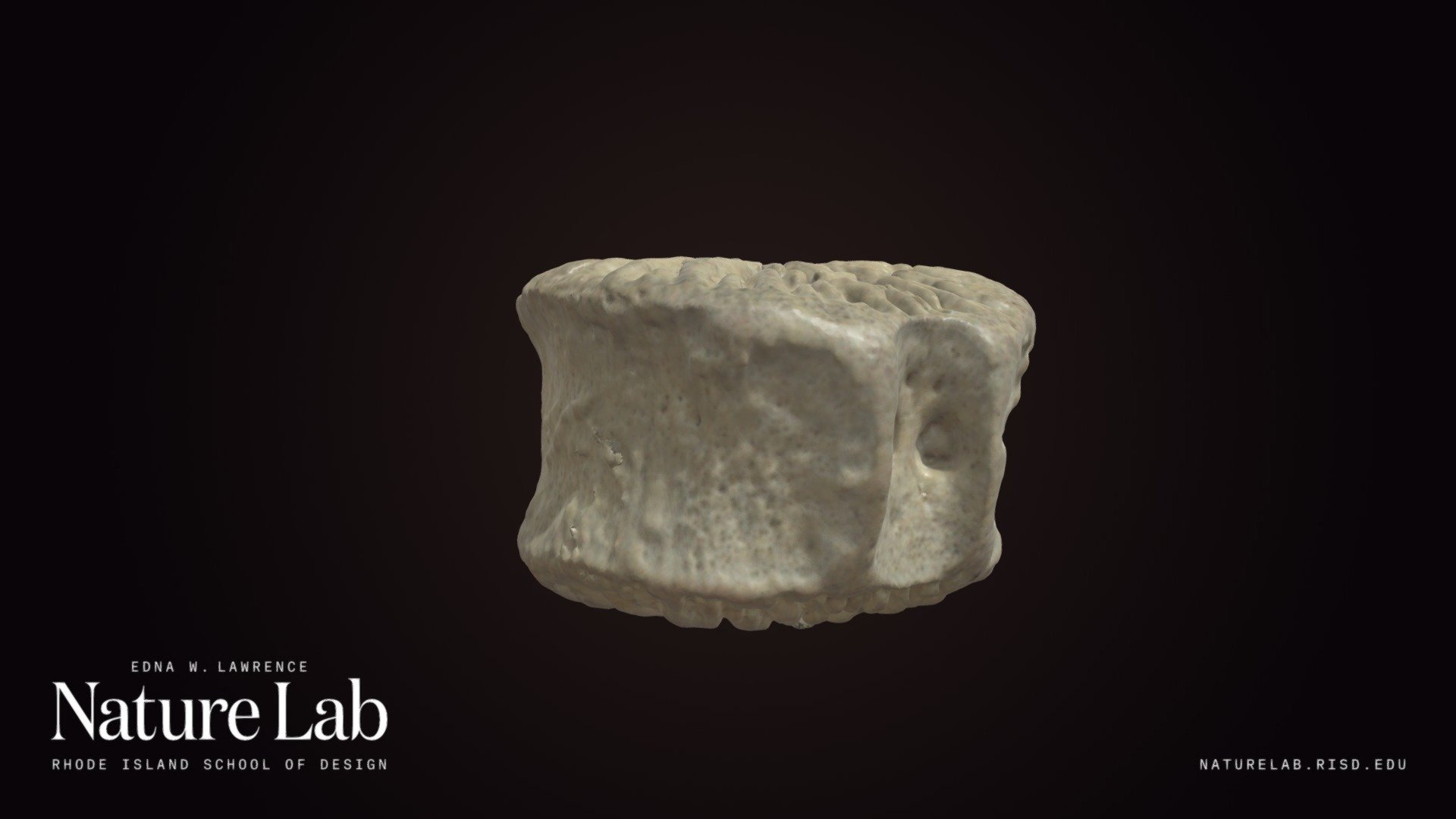 Marine Mammal Vertebra