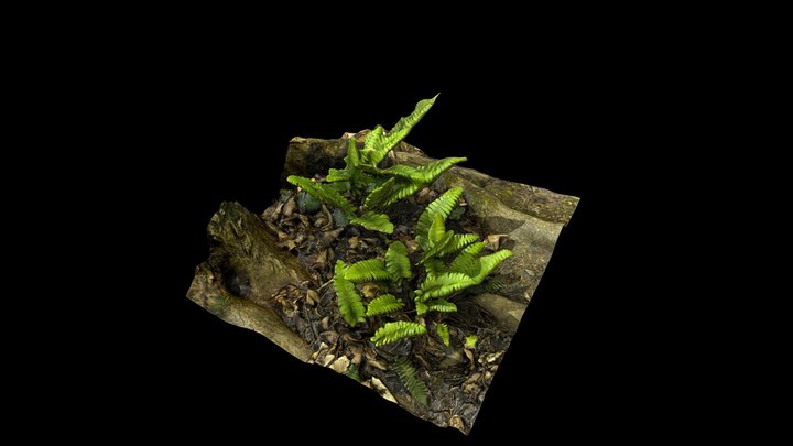 Thousand Acre Swamp Sensitive Fern 3D Model