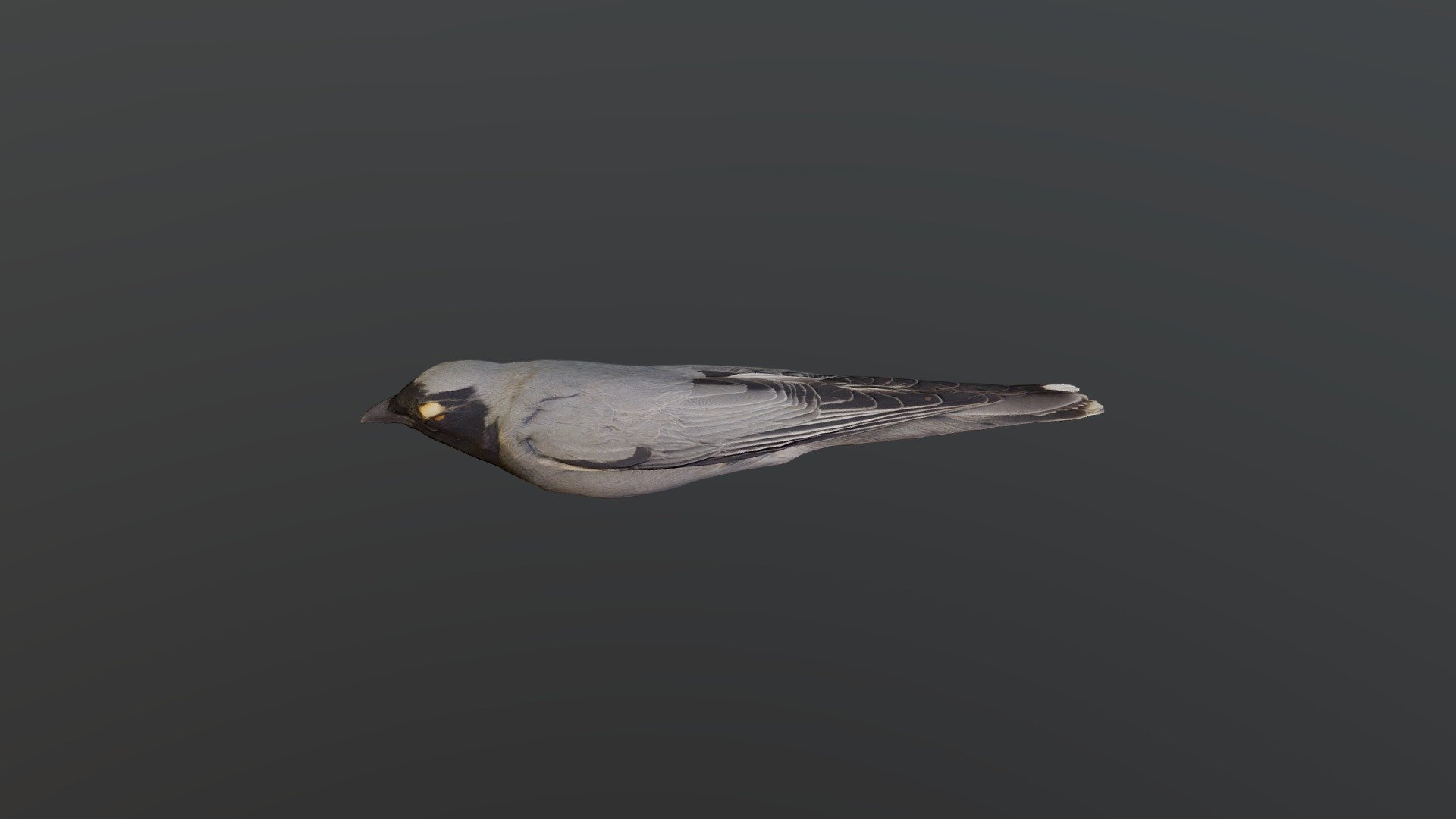 Black-faced Cuckooshrike - Coracina nova.