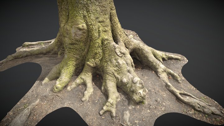 3D Scan | Mature Beech Tree 3D Model