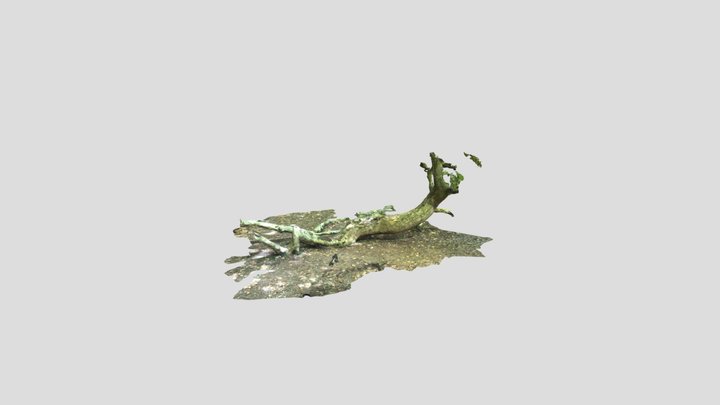 Emmanuel College Plane Tree 3D Model