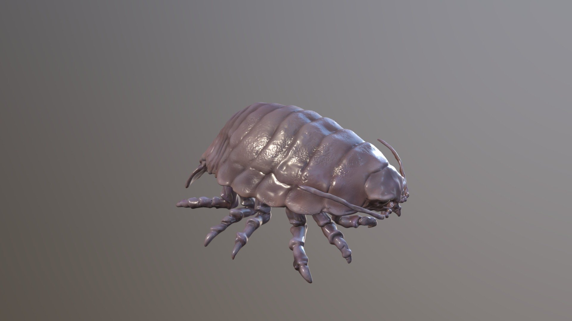 Daiougusokumushi_Bathynomus giganteus