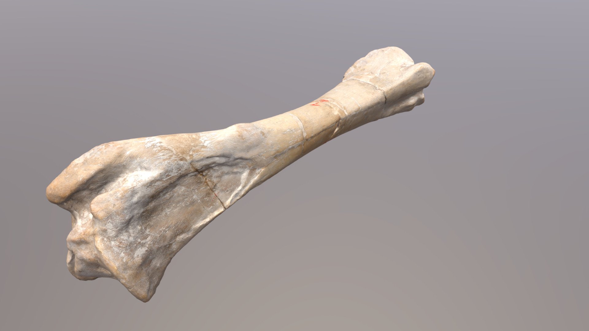 Rhino Tibia - 3D model by Nebraska Public Media (@nebraskapublicmedia ...