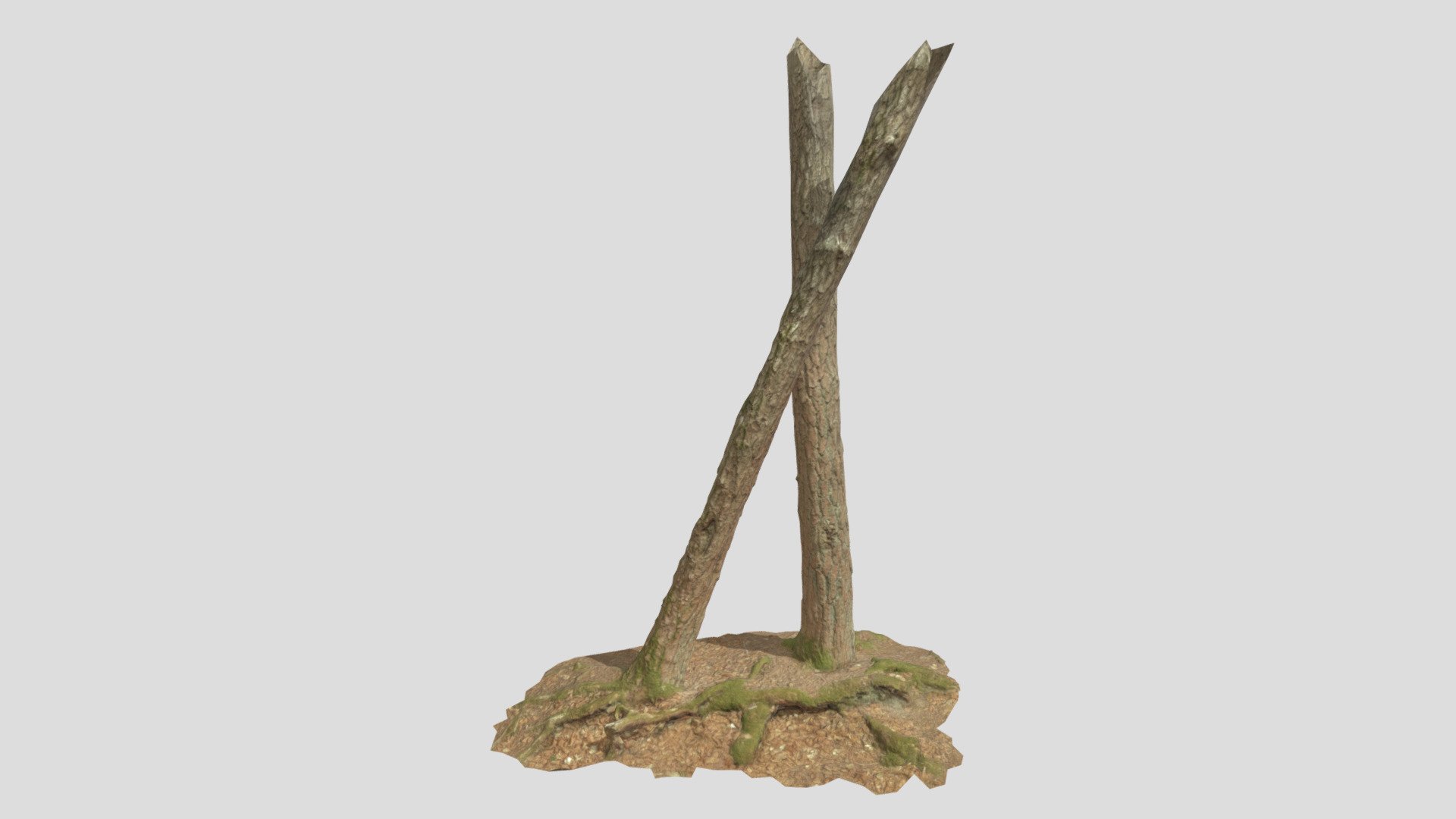 Pine Tree Trunk Roots Processed Scans Forest - Buy Royalty Free 3D ...
