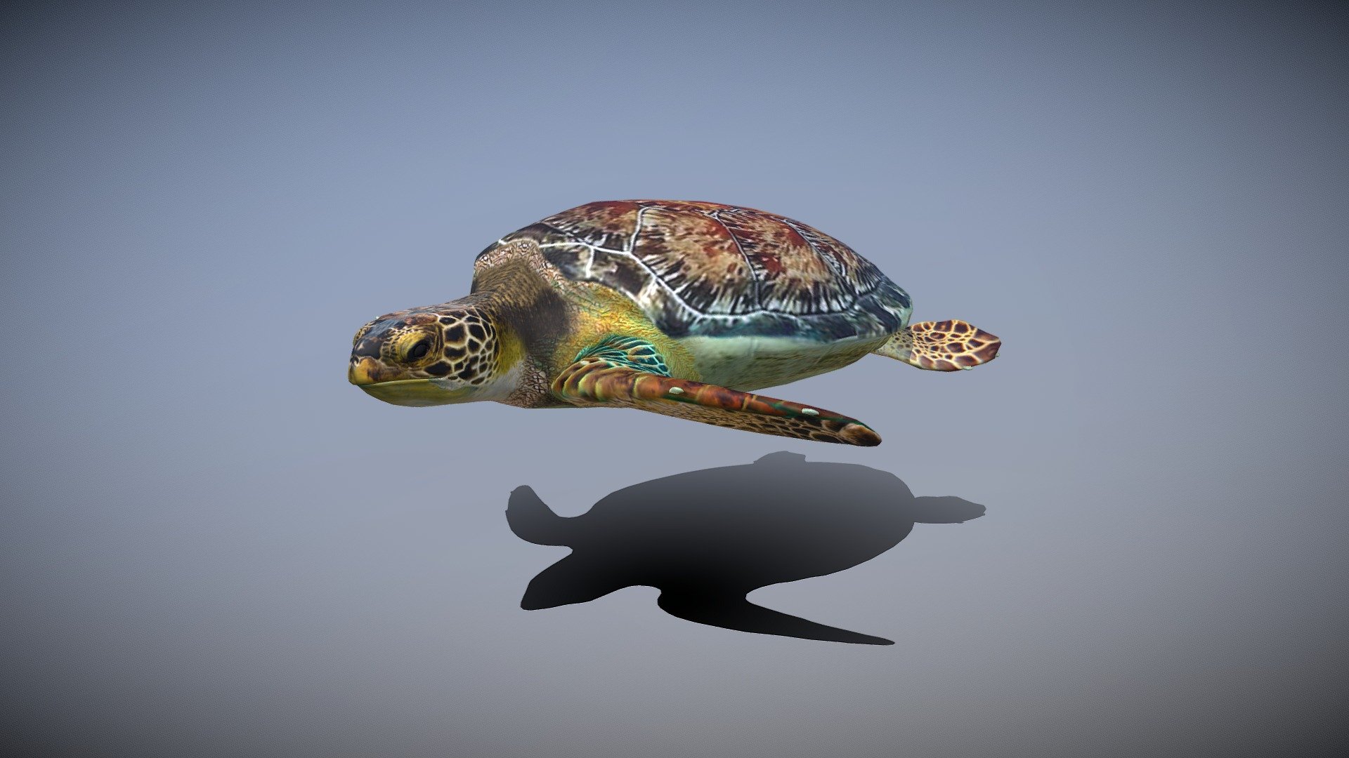 sea turtle