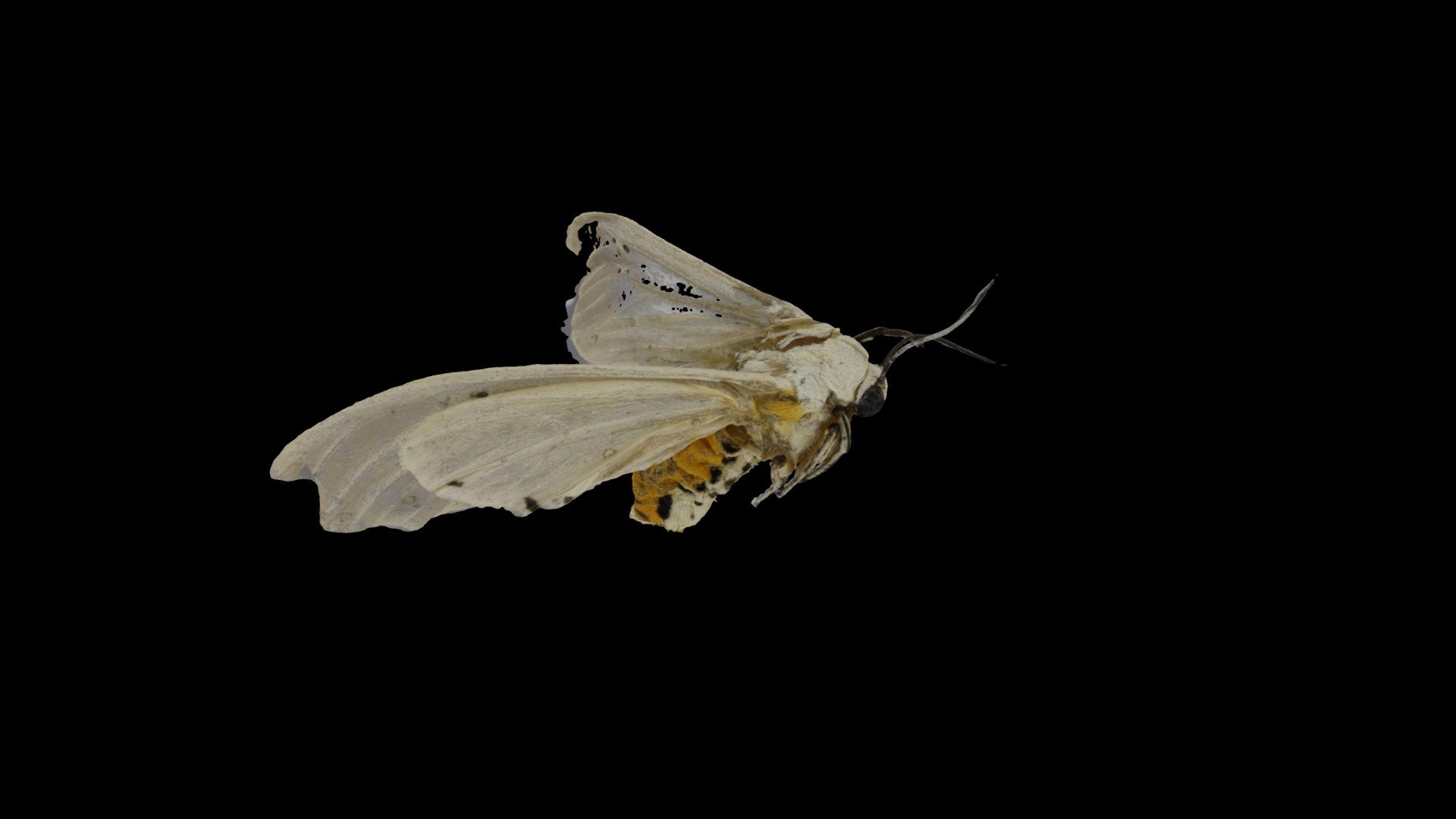 Achroia grisella