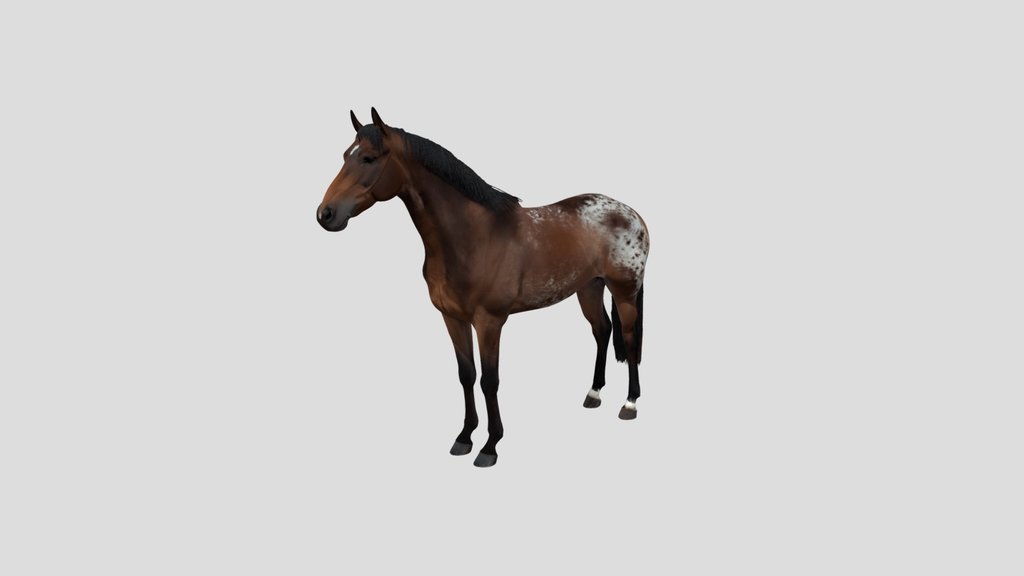 Snowflake Appaloosa Horse