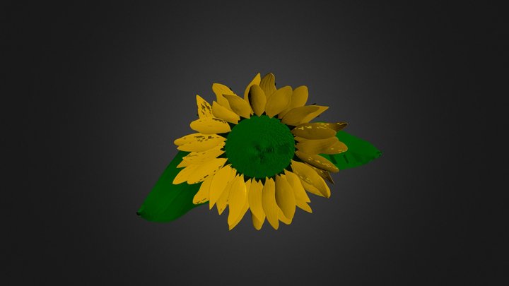 SunFlowerColor 3D Model