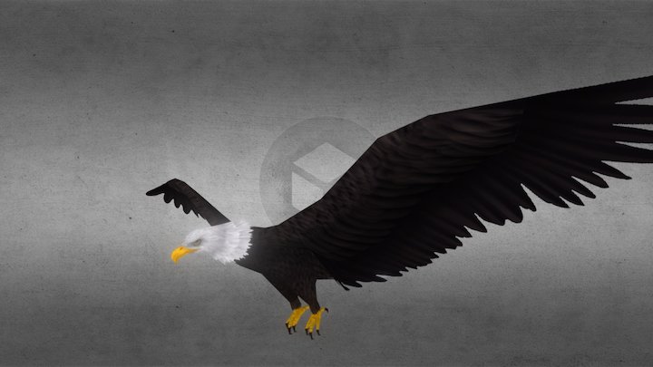 Eagle Fly 3D Model