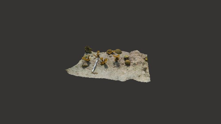 Elkhorn corals outplanted at Carls's Hill 3D Model