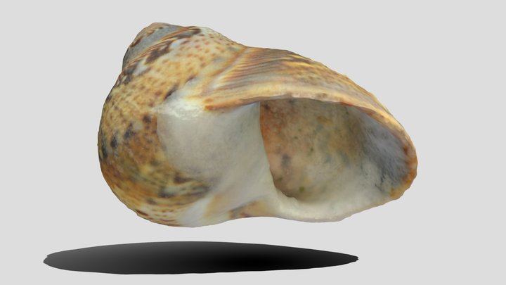 Patterned Shell Seashell 3D Model