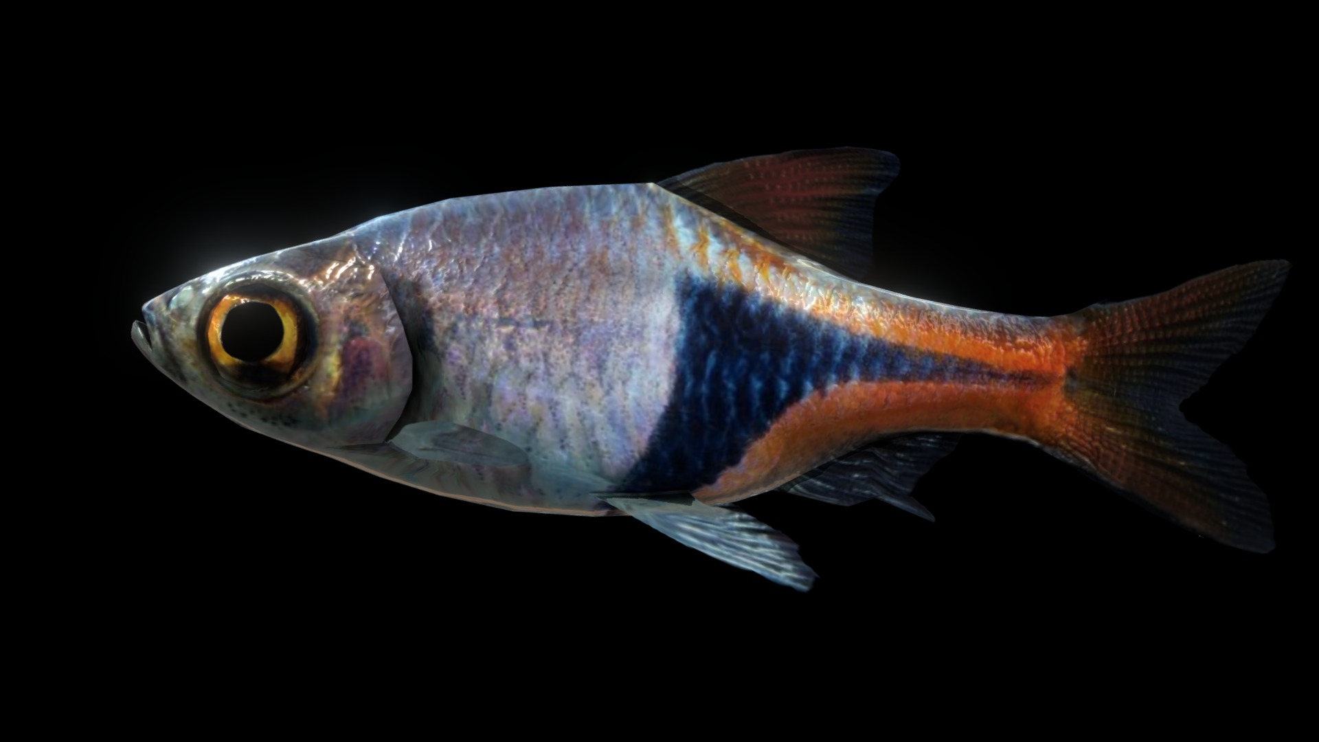 3D model Harlequin rasbora - This is a 3D model of the Harlequin rasbora. The 3D model is about a fish with a long tail.