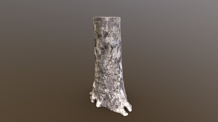American Sycamore Photogrammetry Scan – Modèle 3D gratuit STL