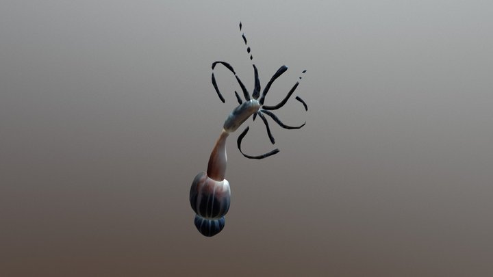 Nematostella 3D Model