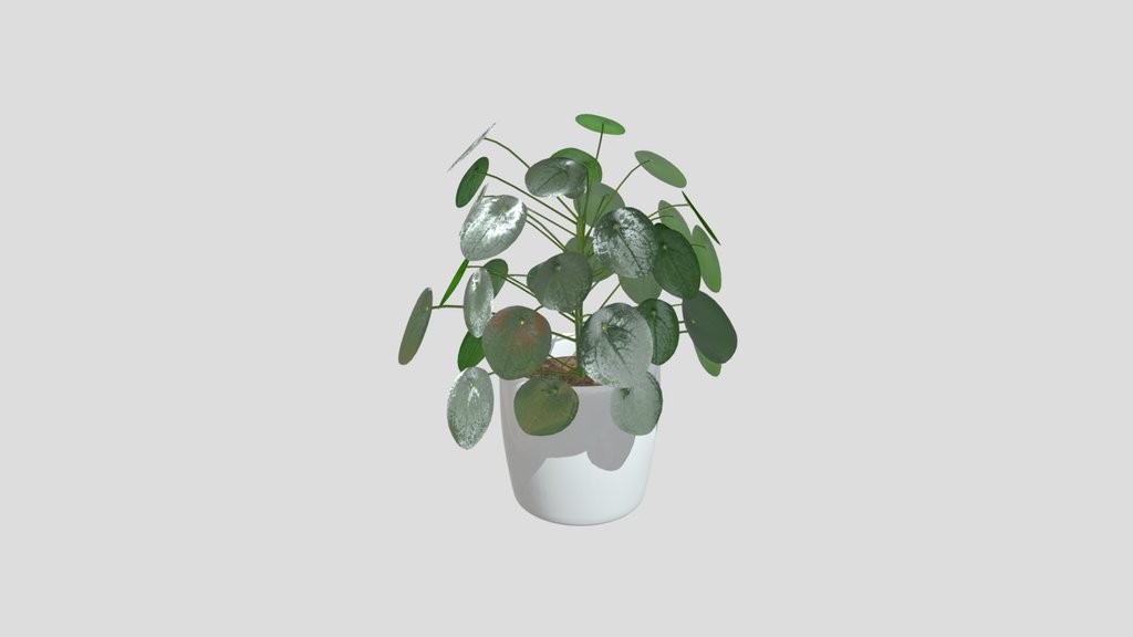Pilea Plant Pot