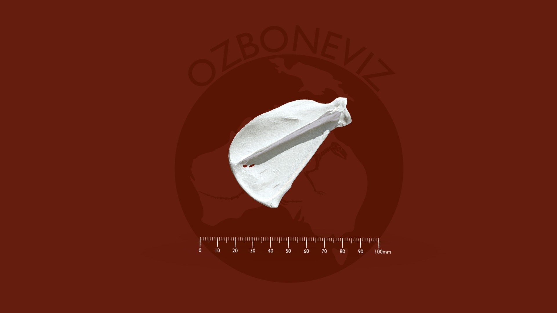 Red fox scapula - 3D model by Ozboneviz [693ec41] - Sketchfab