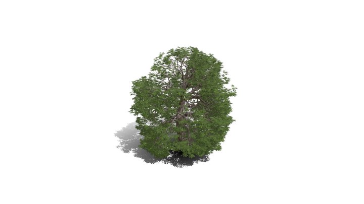 Realistic HD Red horse chestnut (25/30) 3D Model