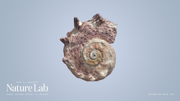 Turban Shell – Free 3D Model STL
