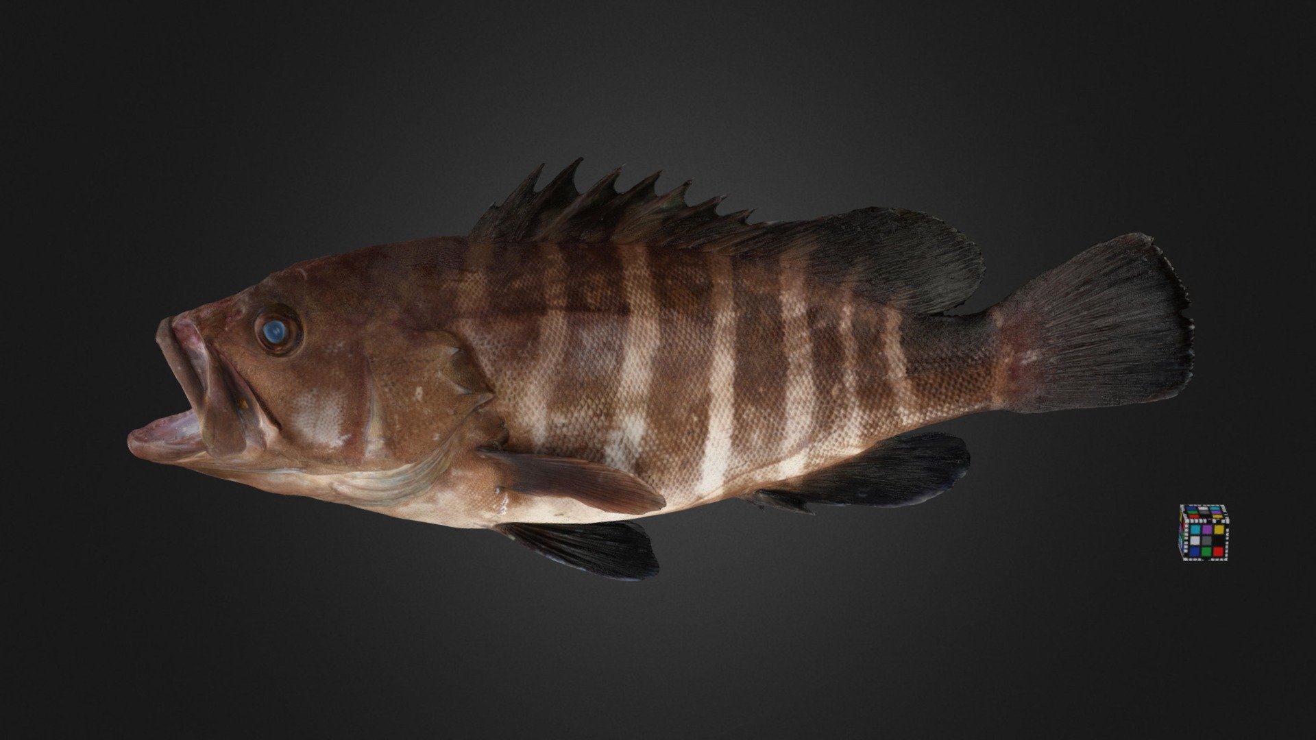 マハタ Sevenband Grouper, E. septemfasciatus