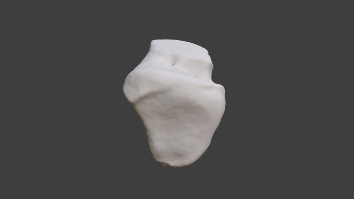 Left Triquetral 3D Model