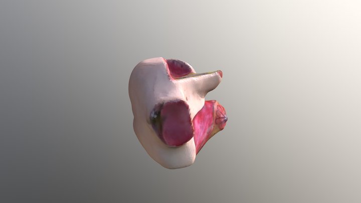 Tetas 3D Model