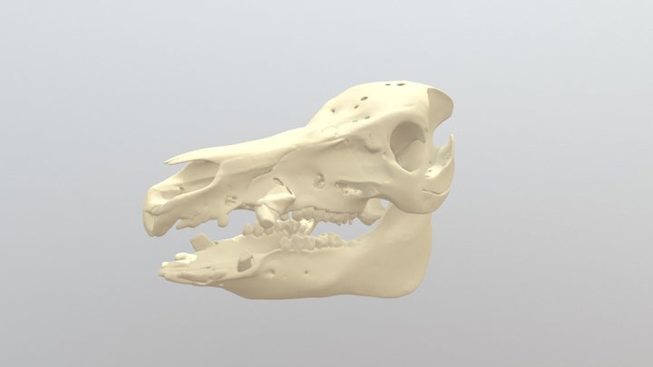 Pig Bone 2 3D Model