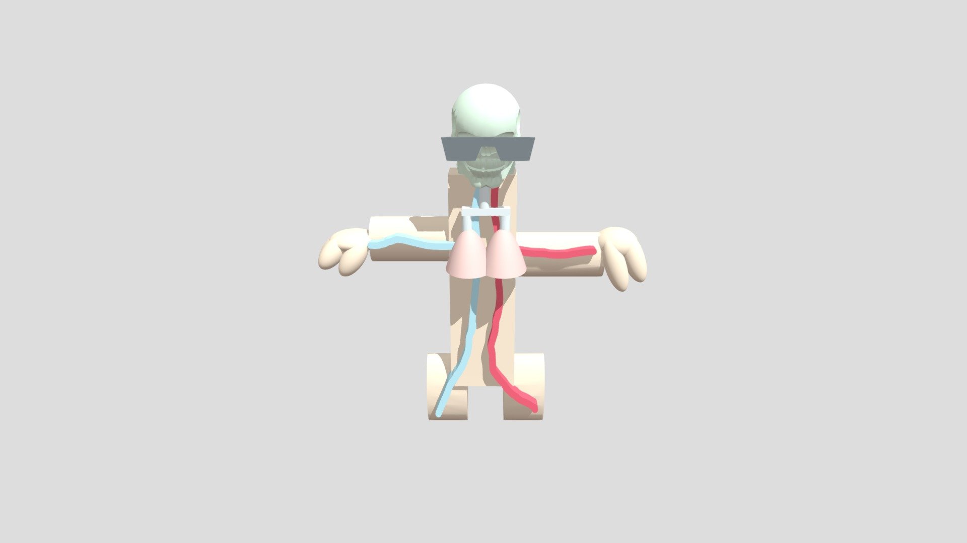 Circulatory system body