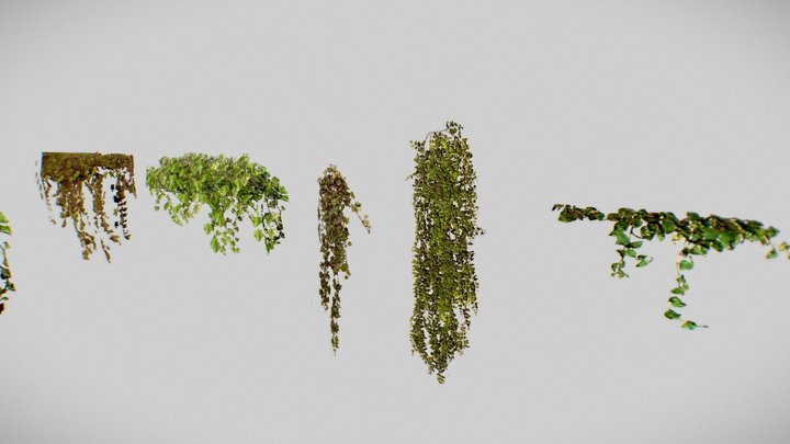 low poly Ivy 3D Model