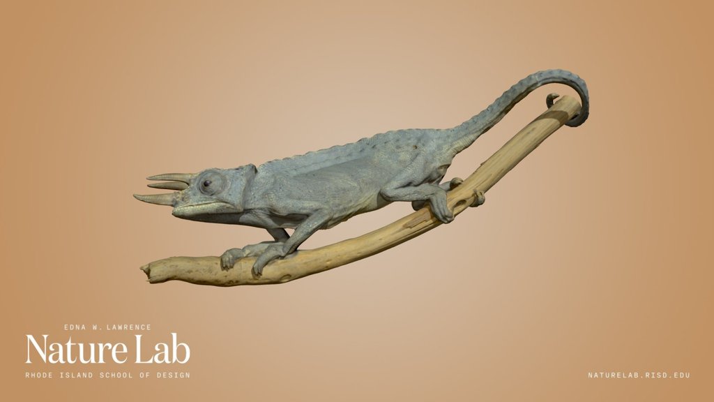 Jackson's Chameleon