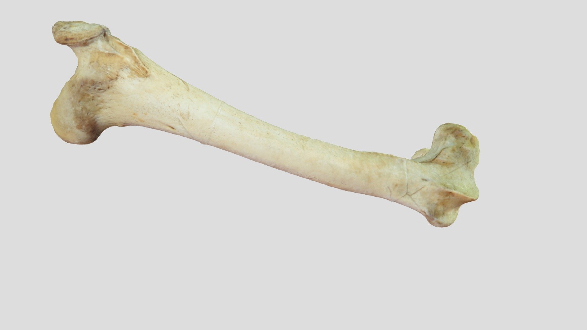 Femur derFBX 2 - 3D model by Museo de Ciencias Naturales A. Scasso ...