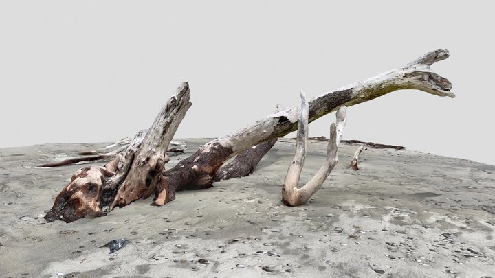 Day 152: Dead tree on the beach - 1scanaday 3D Model