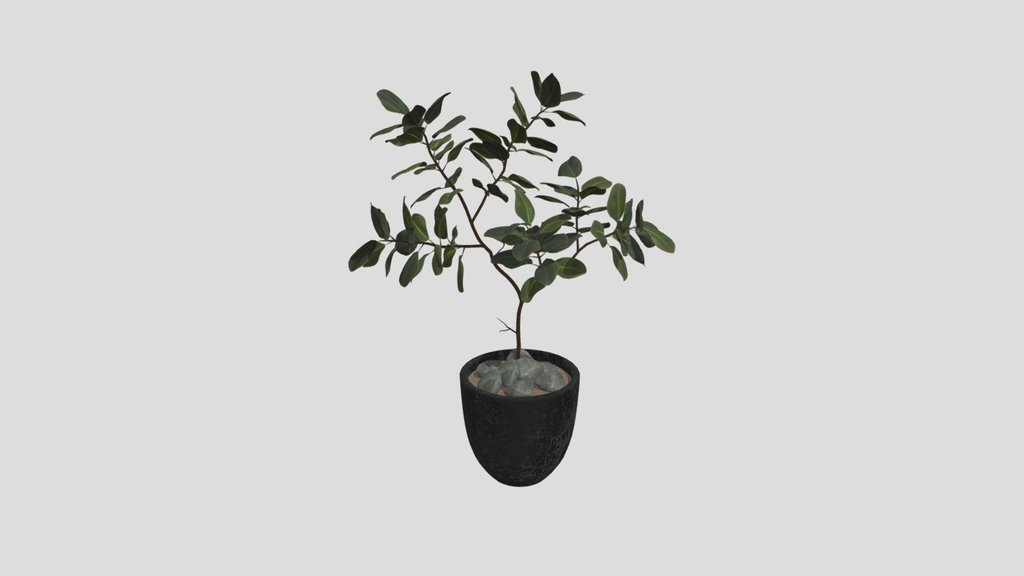 Ficus Plant