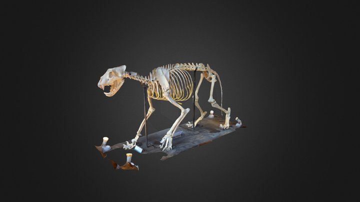 Articulated Lion Skeleton Photoscan 3D Model
