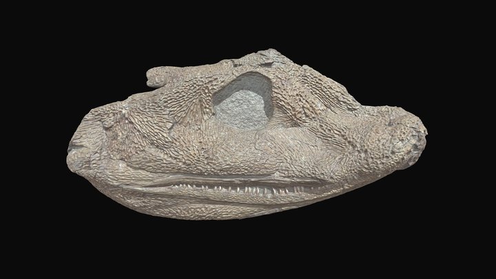 Acanthostega Grace, left side 3D Model