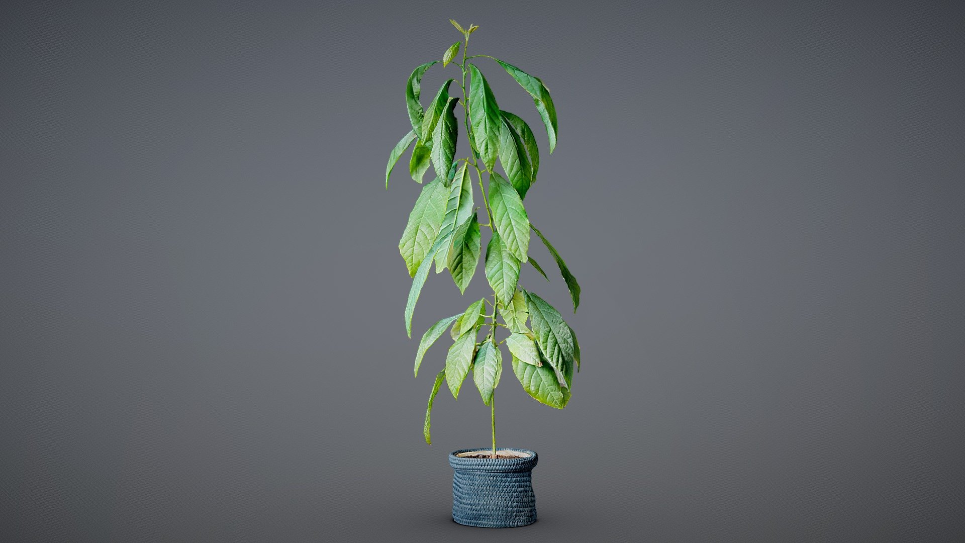 Seed grown avocado - iPhone 3d scan