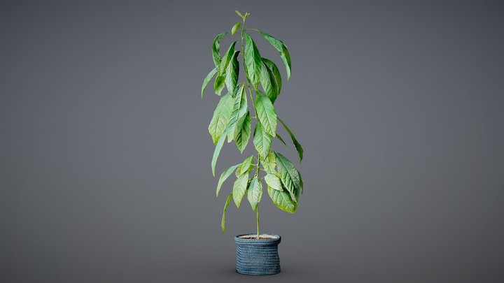 Seed grown avocado - iPhone 3d scan 3D Model