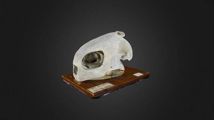 Vertebrate: Chelonia mydas (Cornell Univ.) – Modelo 3D gratuito STL