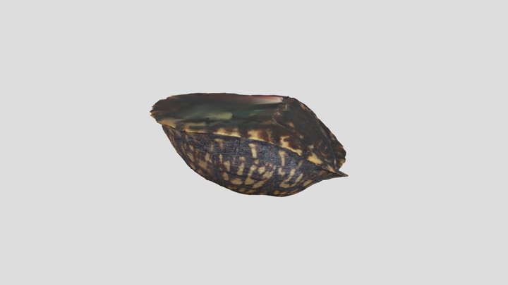 Turtle Shell 3D Model